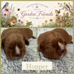 Hopper - Ruby male Cavalier King Charles Spaniel puppy in Auburn, Washington from Enchanted Cavaliers