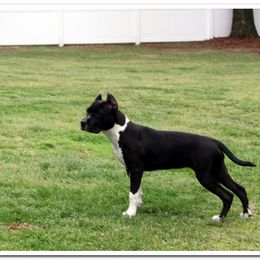 American Staffordshire Terrier Puppies from Diane Guilmette