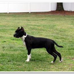 American Staffordshire Terrier Puppies from Diane Guilmette