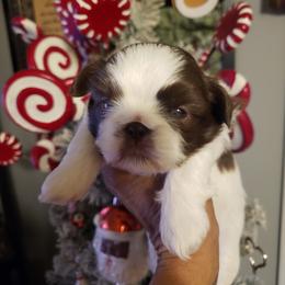 Pooh Bear - Liver male Shih Tzu puppy in Eunice, Louisiana from 4J's Cajun Kennels