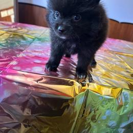 Armani - Black male Pomeranian puppy in Sout Gate, California from My Heavenly Poms