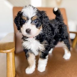 Bernedoodles from Salty Doodles co