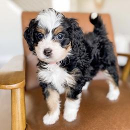 Bernedoodles from Salty Doodles co