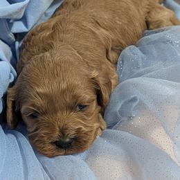 Zoe - Red female Cavapoo puppy in East Earl, Pennsylvania from Puppy Adventures LLC