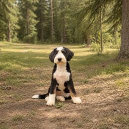 Delta - Bernedoodle