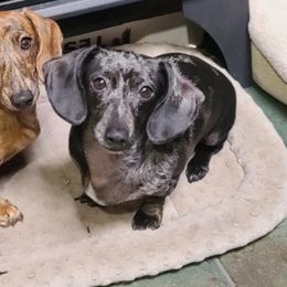 Dachshunds from Patricia Henry