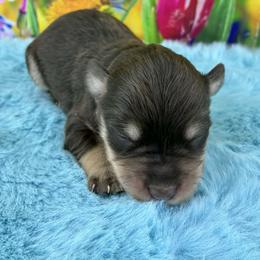 Bandit - Liver male Miniature Schnauzer puppy in Sylvania, Georgia from Southern Sky Miniature Schnauzers