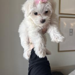 Maltese and Yorkshire Terrier Puppies from Maltese Dollhouse