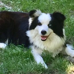 Smidge - Border Collie