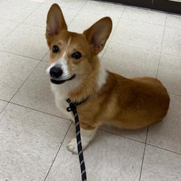 Mack - Red male Pembroke Welsh Corgi puppy in Abingdon, Virginia from Em-K Kennels