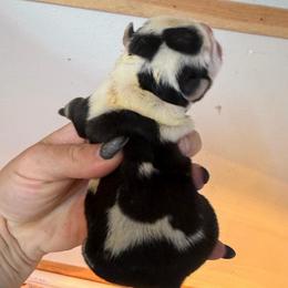 Scribble - Black tri-color female Bulldog puppy in Marysville, Washington from BulldogWA