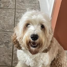 Darling - Australian Labradoodle