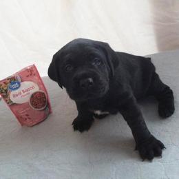Sausage (Brown Collar) - Black male Labrador Retriever puppy in Prince George, Virginia from Kingdom Kenelz Labradors