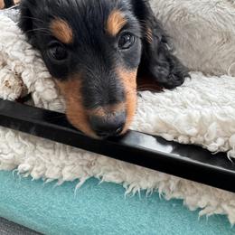 Dachshund Puppies from Bigony Family Dachshund’s