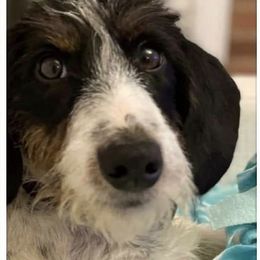 Chip - Dachshund