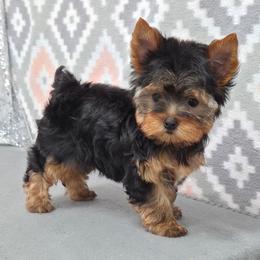 Dolly - Blue and gold female Yorkshire Terrier puppy in Monticello, Iowa from Ashley’s Puppies