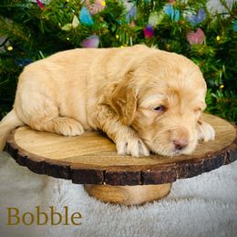 Bobble - Cream male Goldendoodle puppy in Smithville, Tennessee from Gingerdoodles