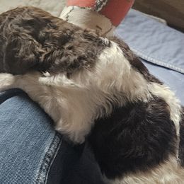 Wafer AKC Moyen size - Poodle puppy from Cuddley-Poods Moyen poodles