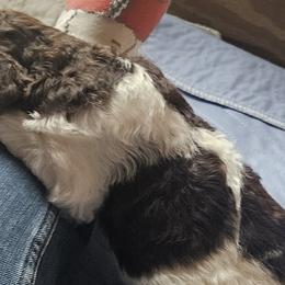 Wafer AKC Moyen size - Poodle puppy from Cuddley-Poods Moyen poodles