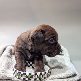 Patterdale Terrier Puppies from Moormont Kennels
