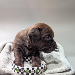 Patterdale Terrier Puppies from Moormont Kennels