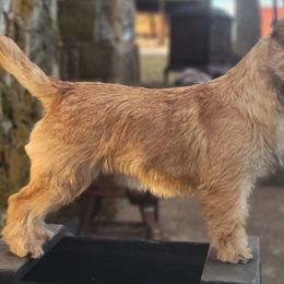 Oakley - Cairn Terrier