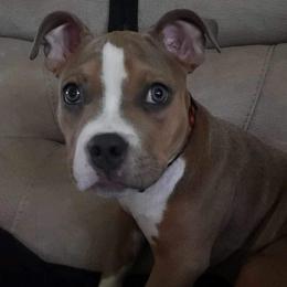 American Bully Puppies from Night Court Bullies