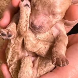 Girl 1 - Apricot female Poodle puppy in Mountain View, Arkansas from Ramer’s Spring Poodles