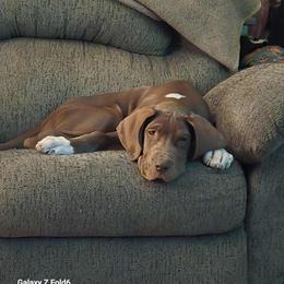 Great Dane Puppies from Dana's Danes