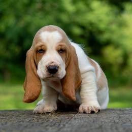 Boy 3 - Red and white male Basset Hound puppy in Harwood, Missouri from Bar H Farms