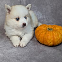 Pomsky Puppies from Pomsky Florida