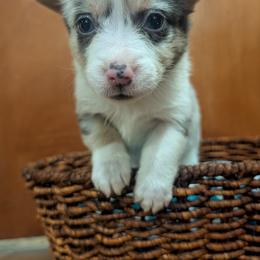 Dilute Blue Merle Female - Blue merle and white female Cardigan Welsh Corgi puppy in Chehalis, Washington from Triple B Corgis