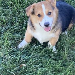 Blu - Pembroke Welsh Corgi puppy in Great Bend, Kansas from Mak-N-Hay Farms