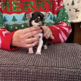Chihuahua, Great Dane, and Pembroke Welsh Corgi Puppies from California Dreaming