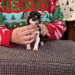 Chihuahua, Great Dane, and Pembroke Welsh Corgi Puppies from California Dreaming