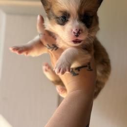 Kodiak - Sable male Pembroke Welsh Corgi puppy in Aberdeen, Washington from Coastal country Farms