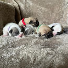 French Bulldog Puppies from Hobbs Family Frenchies