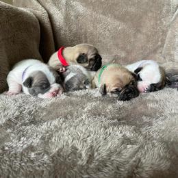 French Bulldog Puppies from Hobbs Family Frenchies