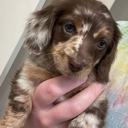 Dachshunds from Twisted H Dachshunds