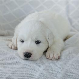 Girl 2 Pink - White female Great Pyrenees puppy in Yakima, Washington from Naches Heights Ranch