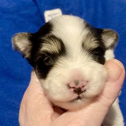 Maltipoo, Morkie, and Yorkipoo Puppies from Danza Bolo