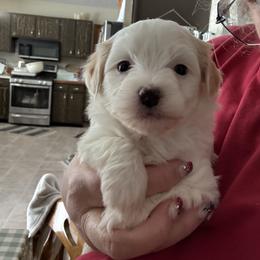 Onyx - Merle male Maltipoo puppy in Fredericksburg, Ohio from Edna Keim