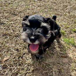 Matthew - Black and silver male Miniature Schnauzer puppy in Crestview, Florida from 850Schnauzers