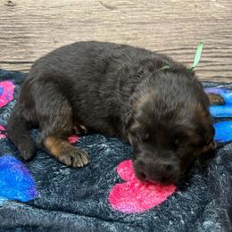Hami green - Black and red male German Shepherd puppy in Herrick, South Dakota from Dakota Shepherds Kennels
