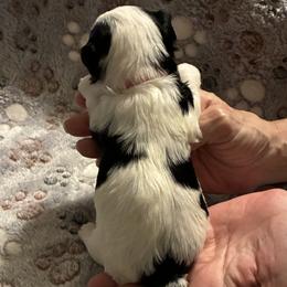 Biewer Terrier Puppies from Moonshadow Biewer Terriers