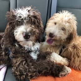 Aussiedoodles and Poodles from Rebels Run Ranch