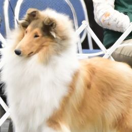 Collies from Monarch Collies