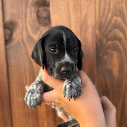 Hawk - Black roan female German Shorthaired Pointer puppy in San Tan Valley, Arizona from Upland Valley Kennels