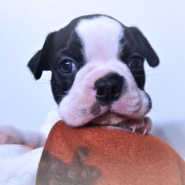 Baby Sonny - Black and white male Boston Terrier puppy in Kingsport, Tennessee from Sleepwalker Bostons