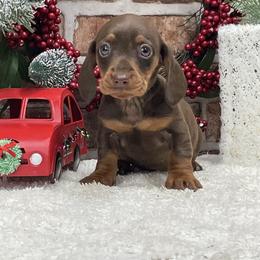 Shirley - Chocolate and tan female Dachshund puppy in Industry, Illinois from KDKs Kennels